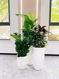 想租植物？宁波镇海服务好的租摆来啦！